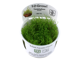 Tropica Taxiphyllum barbieri - Bogger moss 1-2-grow! (easy)