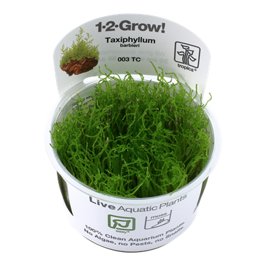 Tropica Taxiphyllum barbieri 1-2-grow! (easy)