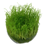 Tropica Taxiphyllum barbieri - Bogger moss 1-2-grow! (easy)