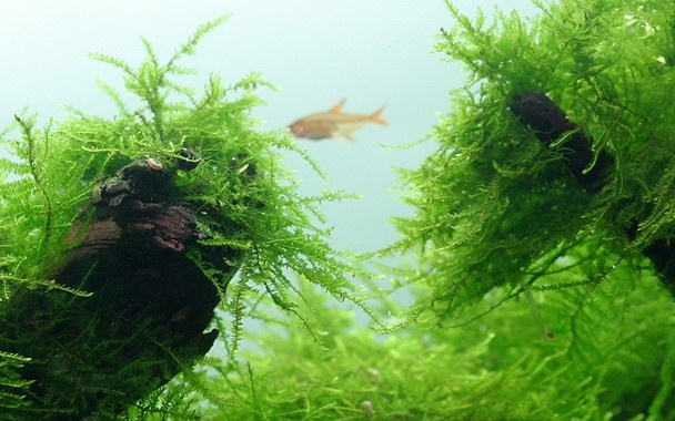 Tropica Taxiphyllum barbieri 1-2-grow! (easy)