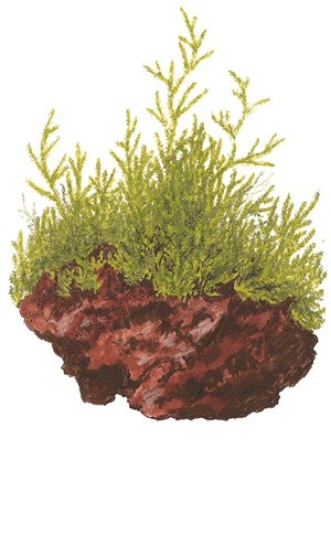 Tropica Taxiphyllum barbieri 1-2-grow! (easy)