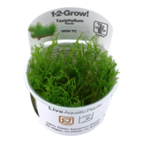 Tropica Taxiphyllum 'Flame' 1-2-grow! (Medium)