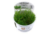 Tropica Taxiphyllum 'Flame' 1-2-grow! (Medium)