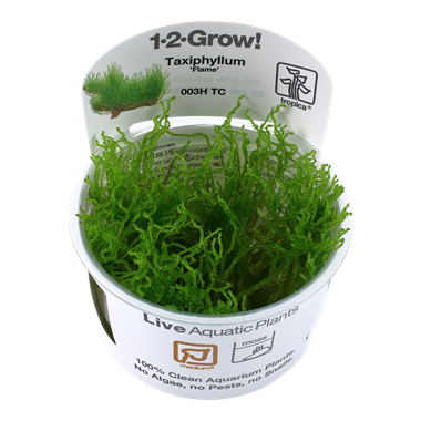 Tropica Taxiphyllum 'Flame' 1-2-grow! (Medium)
