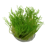 Tropica Taxiphyllum 'Flame' 1-2-grow! (Medium)