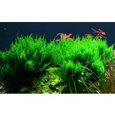 Tropica Taxiphyllum 'Flame' 1-2-grow! (Medium)