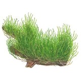 Tropica Taxiphyllum 'Flame' 1-2-grow! (Medium)