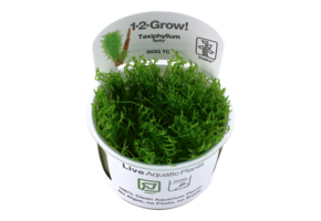 Tropica Taxiphyllum 'Spiky' 1-2-Grow! (Easy)
