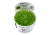 Tropica Utricularia graminifolia 1-2-grow! (advanced)