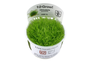 Tropica Utricularia graminifolia 1-2-grandir! (Avancee)