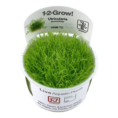 Tropica Utricularia graminifolia 1-2-grow! (advanced)