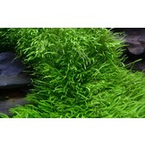 Tropica Utricularia graminifolia 1-2-grow! (advanced)