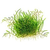 Tropica Utricularia graminifolia 1-2-grandir! (Avancee)