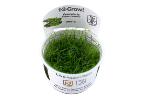 Vesicularia Dubyana 'Christmas' 1-2-Grow! (medium)