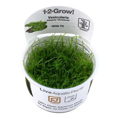 Vesiculaires Dubyana 'Noa«l' 1-2-grandir! (moyen)