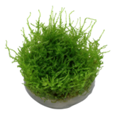 Vesiculaires Dubyana 'Noa«l' 1-2-grandir! (moyen)