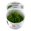Tropica Vesicularia ferriei 'Weeping' 1-2-grow! (medium)