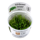 Tropica Vesicularia ferriei 'Weeping' 1-2-grow! (medium)