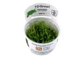 Tropica Vesicularia Ferriei 'pleurant' 1-2-grandir! (moyen)