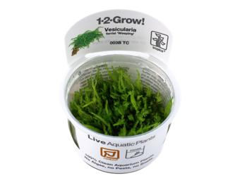 Tropica Vesicularia ferriei 'Weeping' 1-2-grow! (medium)