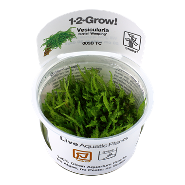 Tropica Vesicularia ferriei 'Weeping' 1-2-grow! (medium)