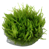 Tropica Vesicularia Ferriei 'pleurant' 1-2-grandir! (moyen)