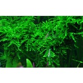Tropica Vesicularia Ferriei 'pleurant' 1-2-grandir! (moyen)