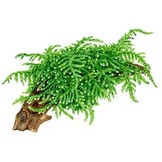 Tropica Vesicularia Ferriei 'pleurant' 1-2-grandir! (moyen)