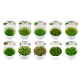 Tropica Plantenset 12x 1-2-grow!