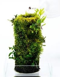 Terrarium DOOA