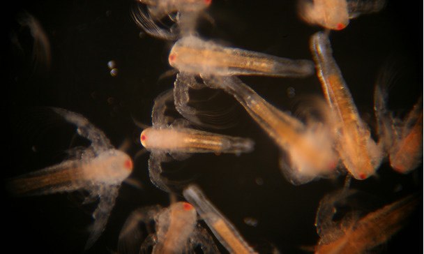 Growing Artemia