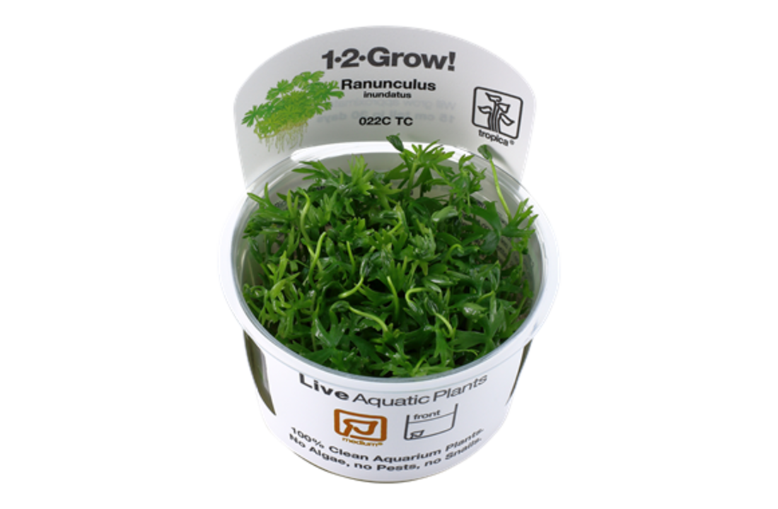 Tropica Ranunculus inundatus 1-2-grow! (medium)