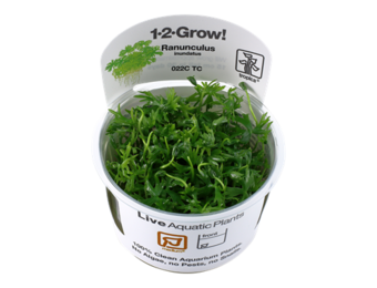 Tropica Ranunculus inundatus 1-2-grow! (medium)