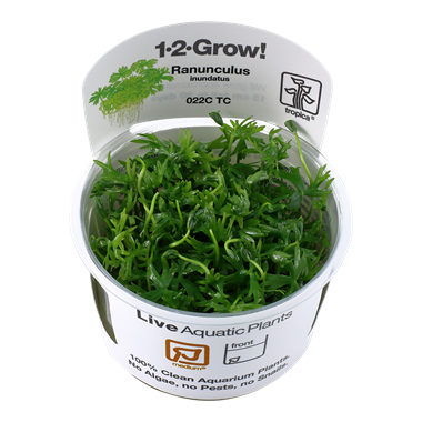 Tropica Ranunculus inundatus 1-2-grow! (medium)