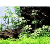 Tropica Ranunculus inundatus 1-2-grow! (medium)