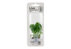 Tropica Limnophila sessiliflora - ambulia (easy)