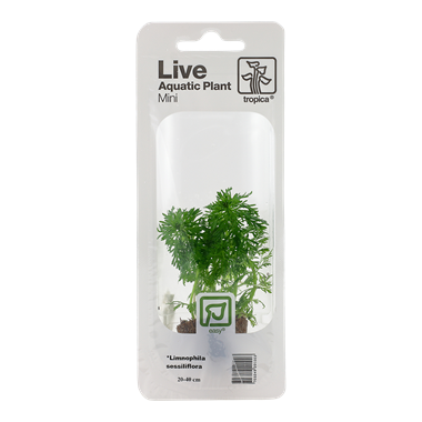 Tropica Limnophila Sessiliflora (facile)