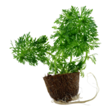 Tropica Limnophila Sessiliflora (facile)