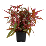 Alternanthera reinecii rose xl