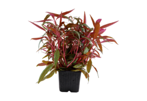 Alternanthera Reineckii Pink XL