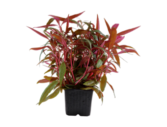 Alternanthera reinecii rose xl