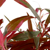 Alternanthera reinecii rose xl