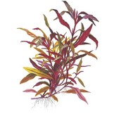 Alternanthera reinecii rose xl