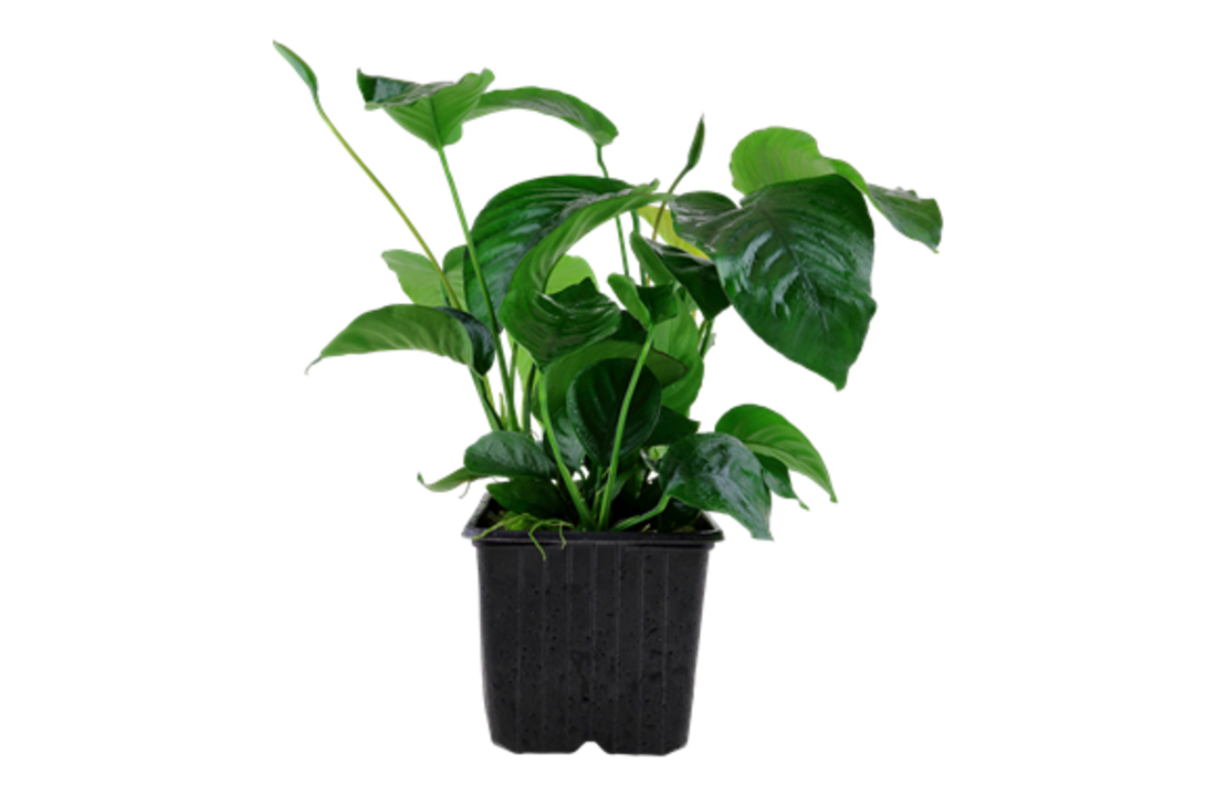 Anubias barteri var. caladiifolia XL