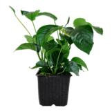 Anabias Barteri Var. Caladiifolia xl