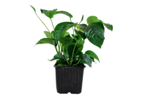 Anabias Barteri Var. Caladiifolia xl