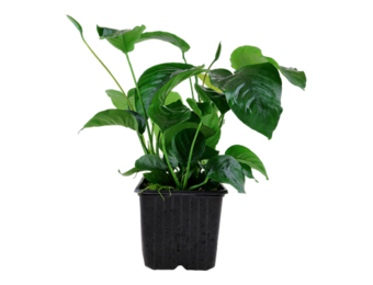 Anubias Barteri Var. Caladiifolia XL
