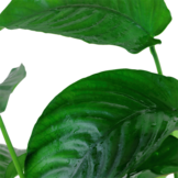 Anubias Barteri Var. Caladiifolia XL