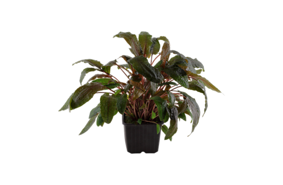 Cryptocoryne wendtii Tropica XL