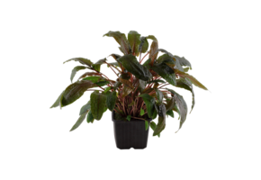Cryptocoryne Wendtii Tropica XL